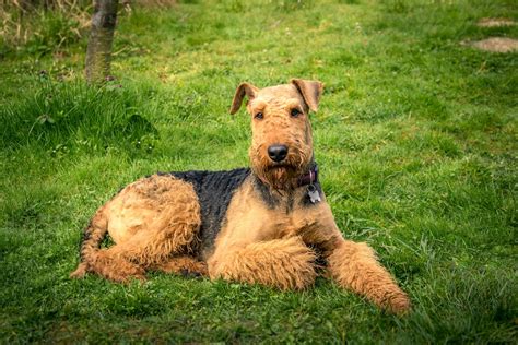 airedale terrier caratteristiche  prezzo  questa razza  cani