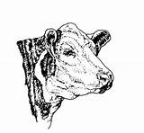 Hereford Cow Clipartmag sketch template