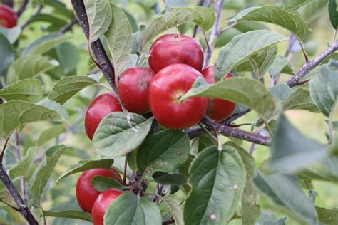 apple trees produced  waimea nurseries   varieties classic kiwi classic