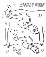 Eel Moray Eels Designlooter sketch template