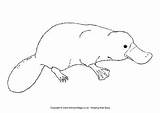Platypus Colouring Australian Pages Animals Coloring Animal Easy Template Colour Aboriginal Baby Realistic Activityvillage Outline Drawings Cute Templates Sketch Platypuses sketch template