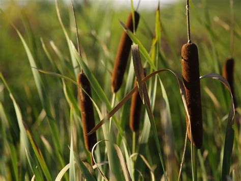 cattail plants growing information  cattail control