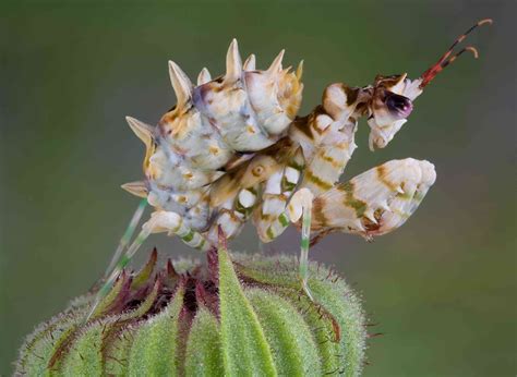 absurd  mantis species