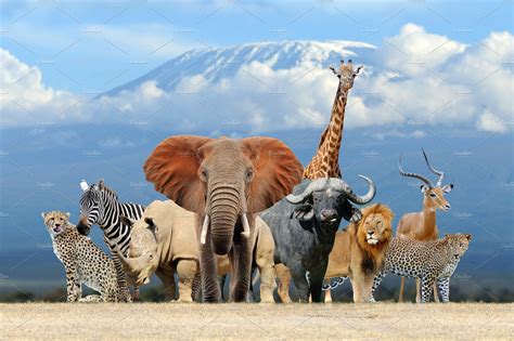 group  african safari animals toge high quality animal stock