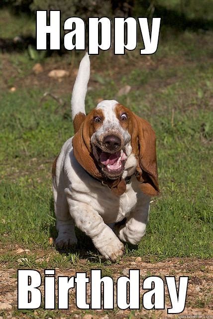 Basset Birthday Quickmeme