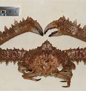 Afbeeldingsresultaten voor "parthénope Validus". Grootte: 174 x 185. Bron: ffish.asia