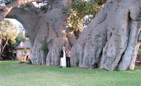Big Baobab Tree This Massive Tree Is 6 000 Years Old
