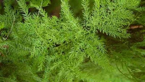 plumosa fern care tips asparagus fern grow guide