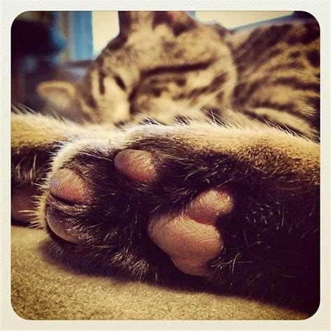 oskar has big paws