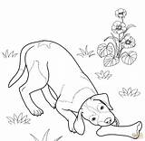 Cani Pointer Hunde Boxer Shorthaired Niemiecki Disegnare Cuccioli Wyżeł Tedesco Corto Realistic Stampare Kolorowanka Malvorlagen Shepherds sketch template