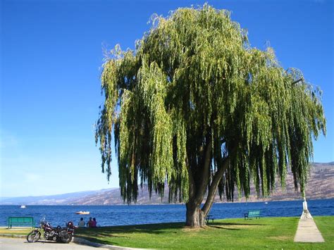 Weeping Willow Tree Information