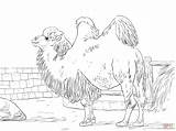Camel Coloring Pages Bactrian Camels Domesticated Printable Drawing Caravan Supercoloring Popular Skip Main sketch template