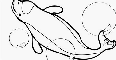 beluga whale coloring page  coloring pages  coloring books