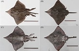 Afbeeldingsresultaten voor Dipturus nidarosiensis Anatomie. Grootte: 162 x 106. Bron: www.researchgate.net