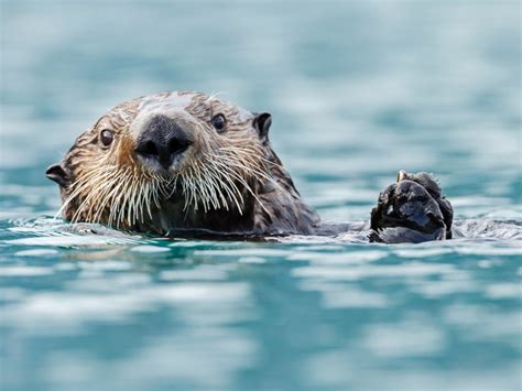 Otter This World Five Fantastic Otter Facts For Sea Otter