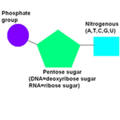 structure   nucleotide tutorial sophia learning