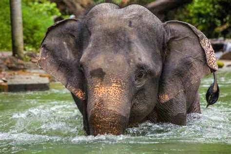 The 3 Core Traits That Shape Elephant Personalities
