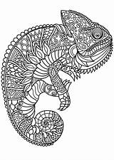 Coloring Mindfulness Pages Lizard Printable Print sketch template