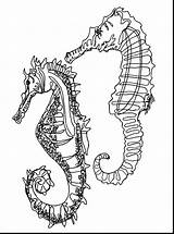 Seahorse Drawing Line Coloring Pages Getdrawings sketch template