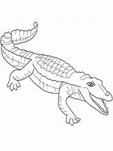Crocodile Coloring Nile Pages Printable Alligator Head Getcolorings Saltwater Color Getdrawings Template sketch template