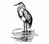 Heron Coloring Seaside Silhouette Clipground Insertion sketch template