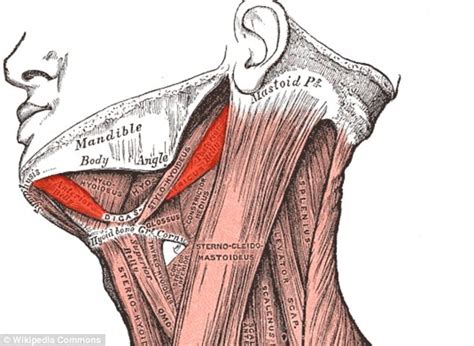 Larynx Anatomy에 관한 64개의 최상의 Pinterest 이미지