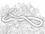 Snake Coloring Pages Racer Snakes Mamba Realistic Print Printable Reptiles Drawing Clipart Kids Template Templates Puzzle sketch template