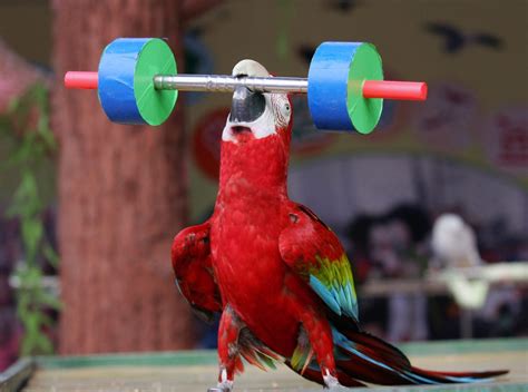parrots   complex economic decisions scientists discover