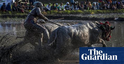 buffalo racing in indonesia in pictures art and design