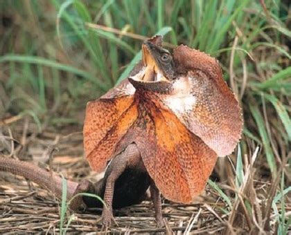 hq frilled neck lizard wallpapersmobile pictureimagespicturesfree
