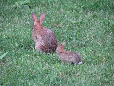 mother  mother  baby eastern cottontail rabbits