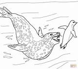 Leopard Seeleopard Pinguin Robben Ausmalbild Jagt Leopardo Foca Desenho Chasing Getdrawings Print Kategorien sketch template