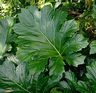 Image result for Acantha leaf. Size: 192 x 185. Source: www.gardensonline.com.au