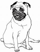 Coloring Pug Pages Printable Popular sketch template