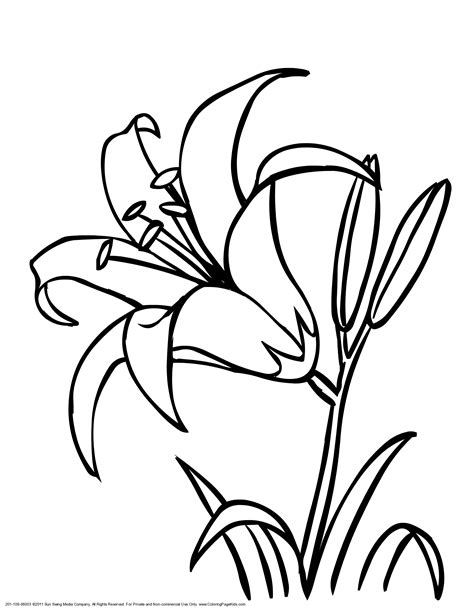 coloring lily flower coloring page printable  lily coloring home