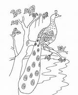 Peacock Coloring Pages Kids Printable Bird Drawing Peacocks Birds Print Worksheets Worksheet Crafts Animal Sheets Step Easy Beautiful Draw Studyvillage sketch template