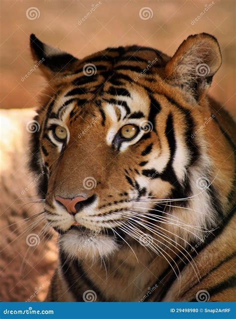 tiger face stock photo image