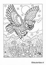 Coloring Pages Owl Kleurplaat Nl Sheets Kleuteridee Uil Printable sketch template