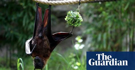 the week in wildlife in pictures environment the guardian