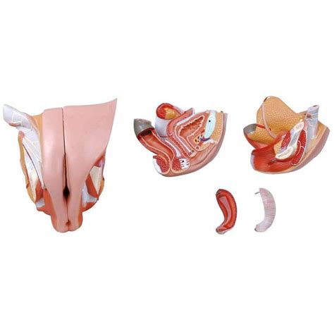 female genital organ model wellden international inc for teaching
