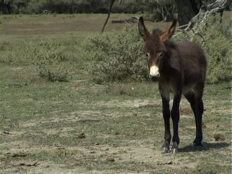 donkey stock footage video  royalty   shutterstock