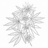 Marijuana Sativa Indica Bunch Branche Feuilles Graine Isolement Dirigez Medicinal Botanisk Marijauna Illustrationer sketch template