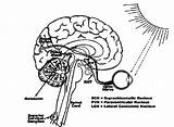 Gland Pineal Melatonin Secretion Influences Scn Circuit Synaptic Indirect Spinal Cord Hypothalamus Pathway Thalamus sketch template