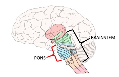 pons definition neuroscientifically challenged
