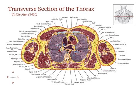 label  membranes   transverse section   thorax