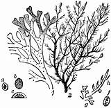 Algae Clipart Sea Template Etc Coloring Pages Usf Edu Small Medium Original Large Freshwater sketch template