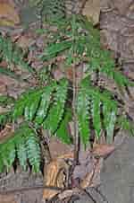 Afbeeldingsresultaten voor "haeckeliana Irregularis". Grootte: 150 x 226. Bron: www.phytoimages.siu.edu