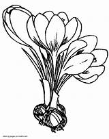 Coloring Crocus Pages Flower Flowers Bulbs Printable Spring Drawing Colouring Seasons Getdrawings sketch template