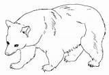 Beruang Mewarnai Bestcoloringpagesforkids Paud Kreatifitas Meningkatkan Jiwa Bermanfaat Semoga sketch template