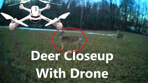 deer closeup  drone youtube